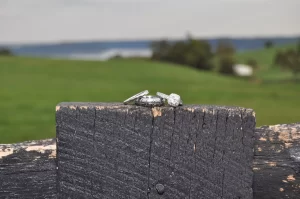 Wedding rings on a wooden fence